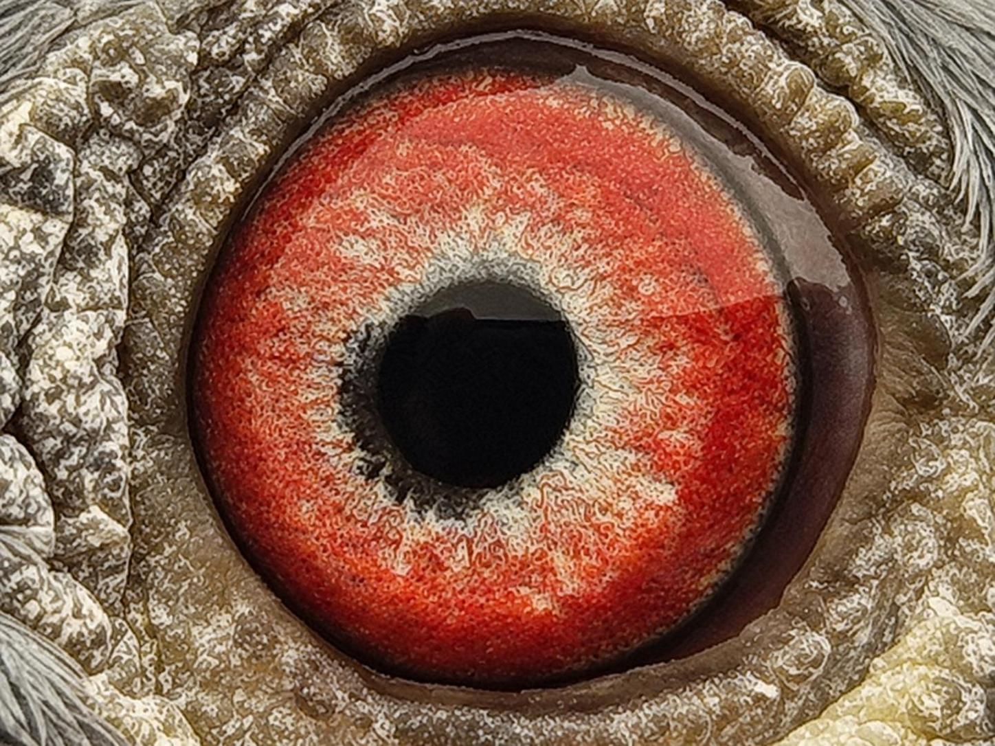 Pigeon eye